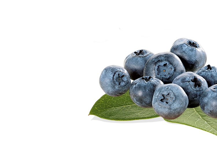 Heidelbeeren rechts